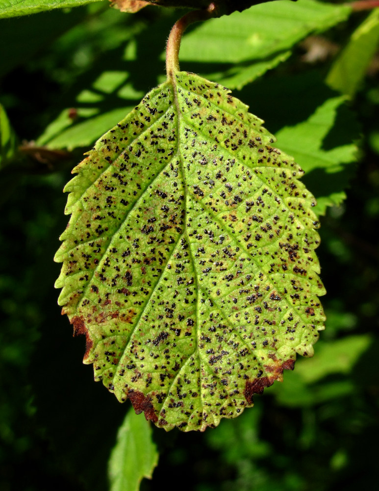 Изображение особи Alnus incana.