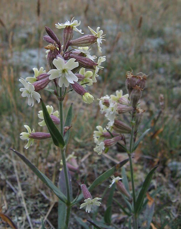 Изображение особи Silene amoena.