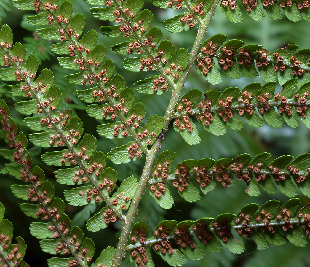 Изображение особи Dryopteris filix-mas.