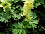 Corydalis bombylina. Верхняя часть цветущего растения с питающимся опылителем. Красноярский край, Ермаковский р-н, окр. пос. Танзыбей, долина р. Танзыбей, черневой осинник. 02.05.2009.