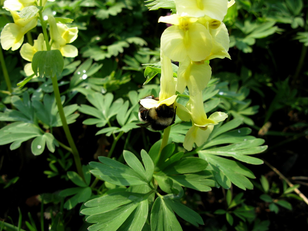 Изображение особи Corydalis bombylina.