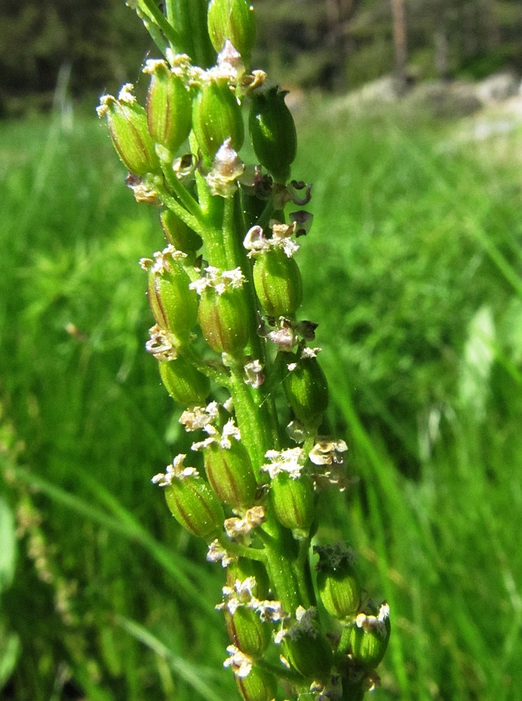 Image of Triglochin maritima specimen.