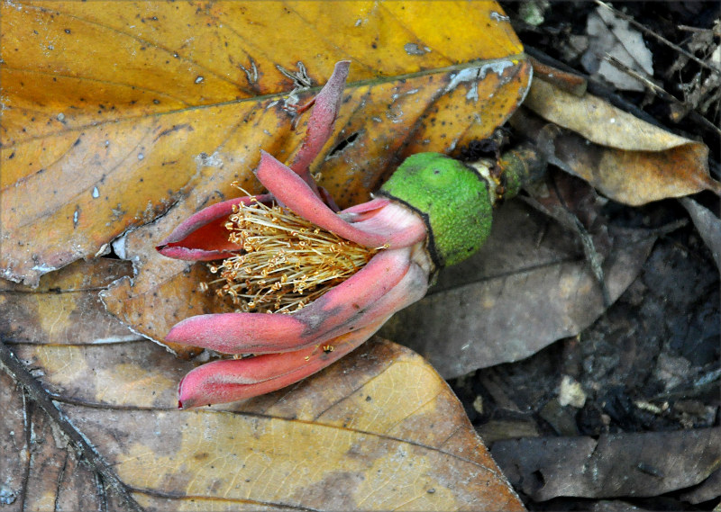 Image of Bombax insigne specimen.