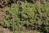 Cistus creticus