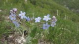 Myosotis lithospermifolia. Верхушка цветущего растения. Краснодарский край, м/о г. Геленджик, хр. Коцехур, гора Шахан, склон горы. 02.05.2015.