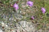 Centaurea jacea