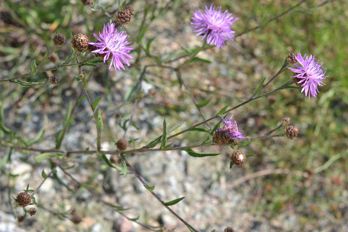 Image of Centaurea jacea specimen.