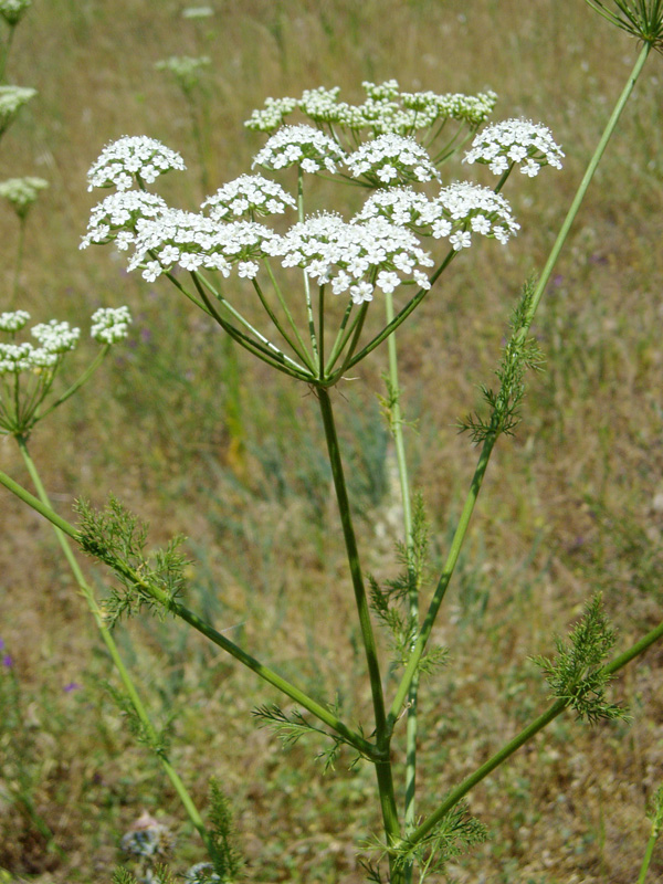 Изображение особи Oedibasis platycarpa.