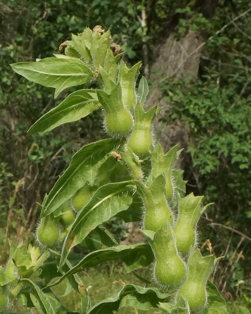 Изображение особи Hyoscyamus niger.