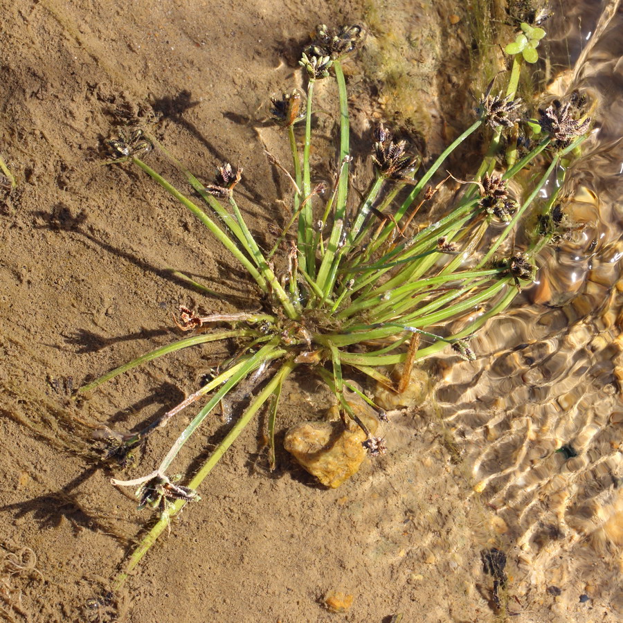 Image of Cyperus fuscus specimen.