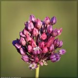 Allium rotundum. Соцветие. Республика Татарстан, Дрожжановский р-н, окр. с. Ниж. Чекурское, пастбище. 24.07.2007.