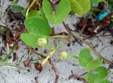 Ipomoea pes-caprae. Часть побега с созревающими плодами. Андаманские острова, остров Хейвлок, песчаный пляж. 30.12.2014.