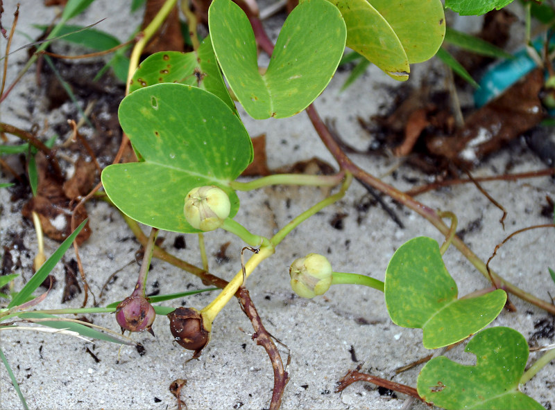 Image of Ipomoea pes-caprae specimen.