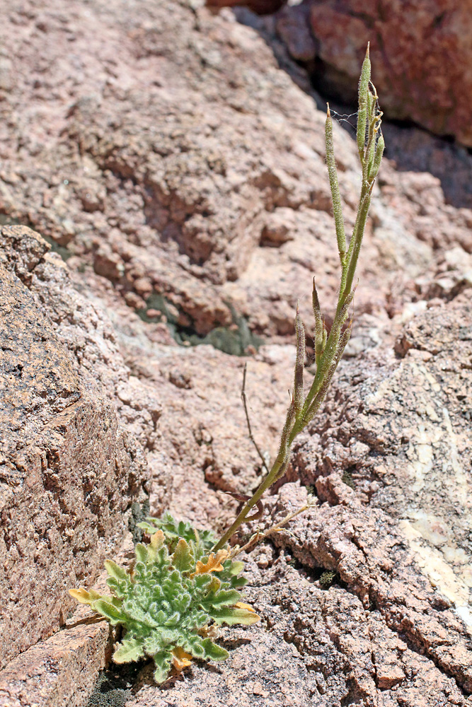 Image of Parrya tschimganica specimen.