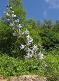 Delphinium flexuosum