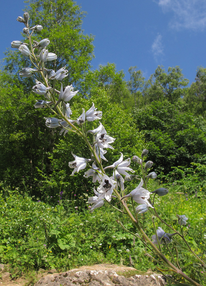 Изображение особи Delphinium flexuosum.