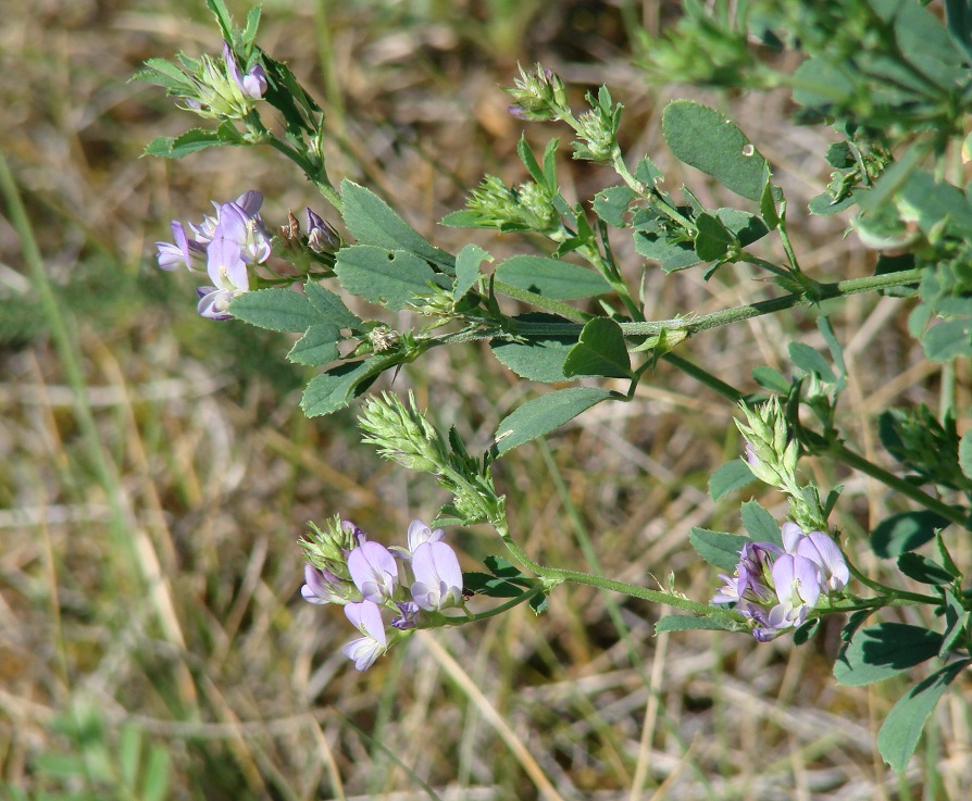 Изображение особи Medicago sativa.