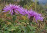 Centaurea abnormis. Верхушки побегов с соцветиями. Адыгея, Кавказский биосферный заповедник, ур. Яворова Поляна, ≈ 1700 м н.у.м., субальпийский луг. 03.10.2015.