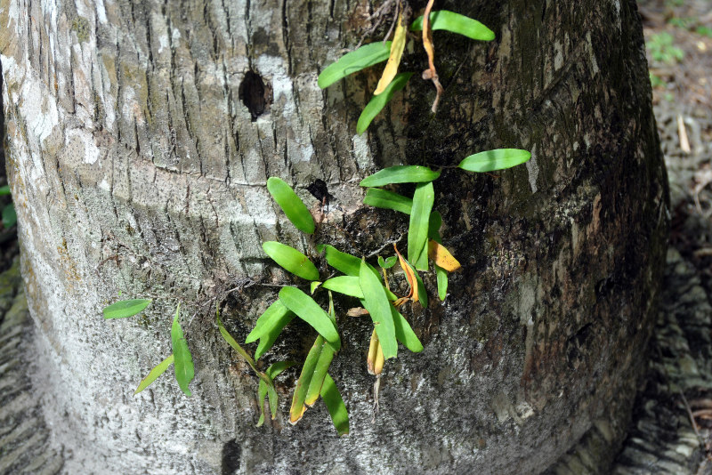 Image of Pyrrosia lanceolata specimen.