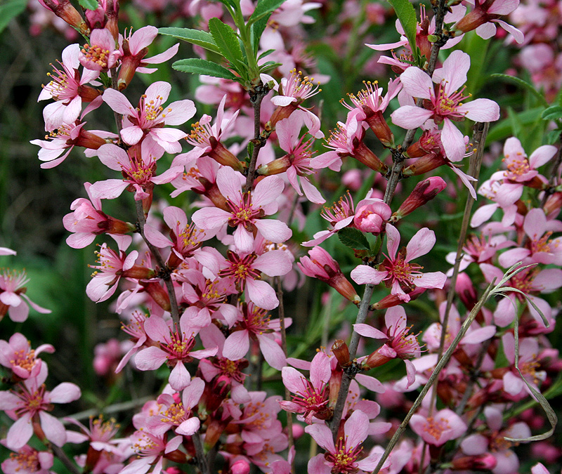 Изображение особи Amygdalus nana.