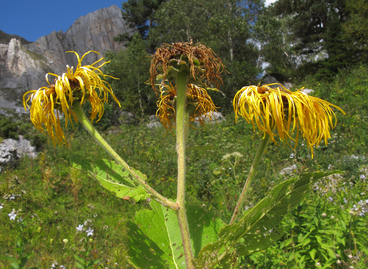 Изображение особи Inula magnifica.