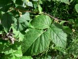 Rubus matsumuranus