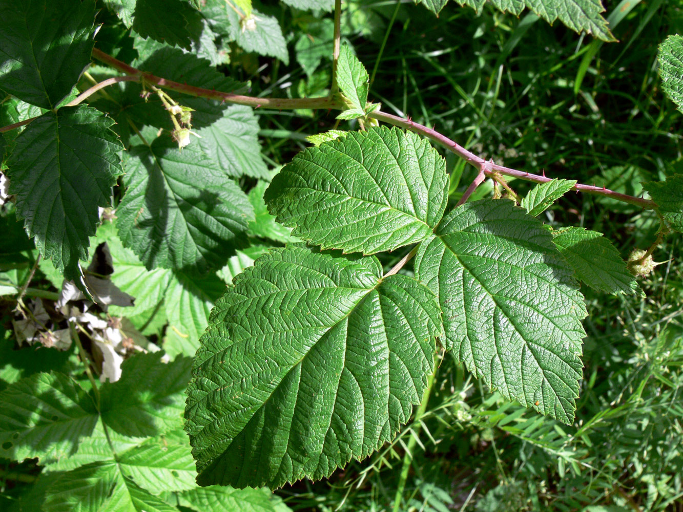 Изображение особи Rubus matsumuranus.