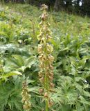 Aconitum sajanense