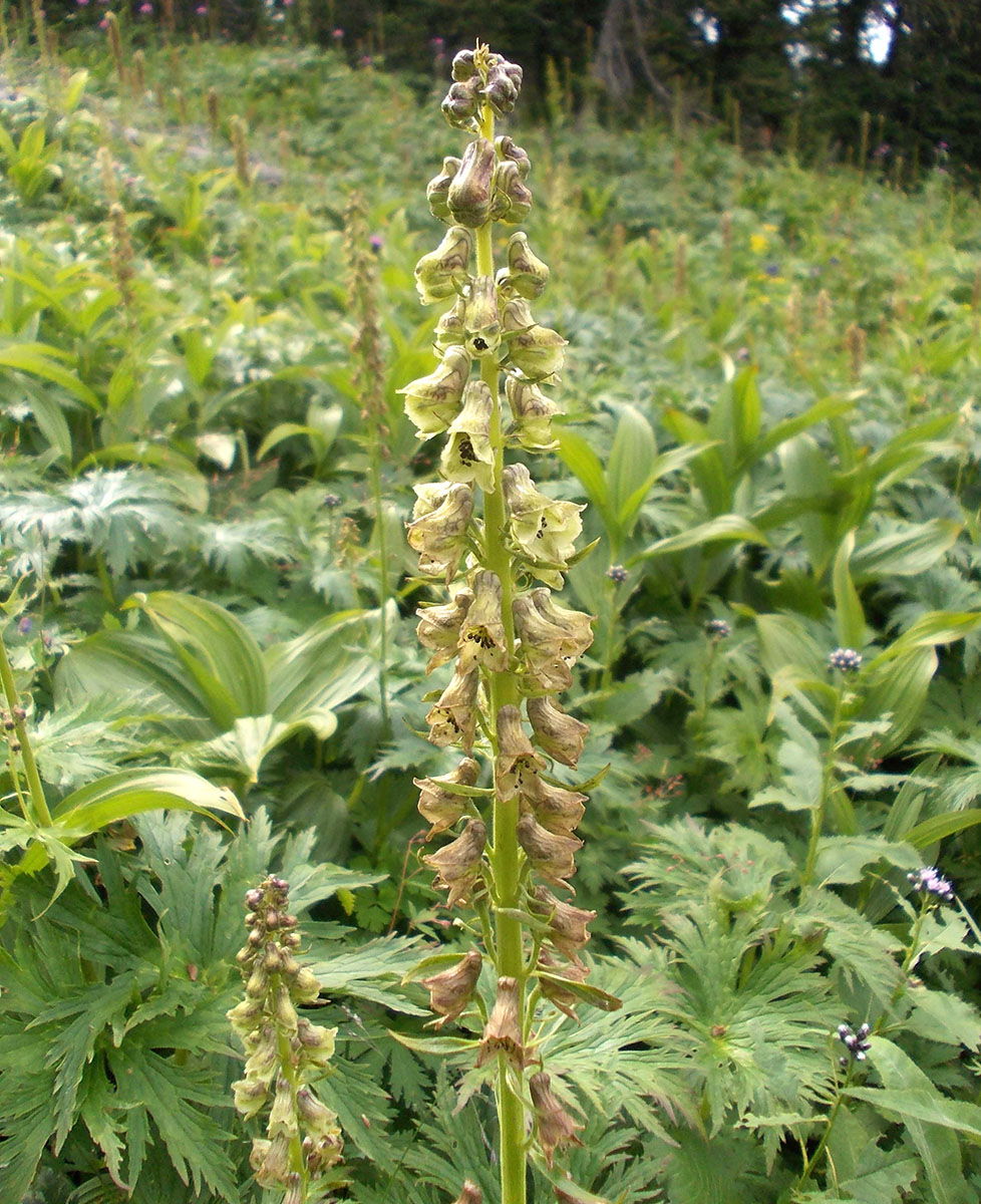 Image of Aconitum sajanense specimen.
