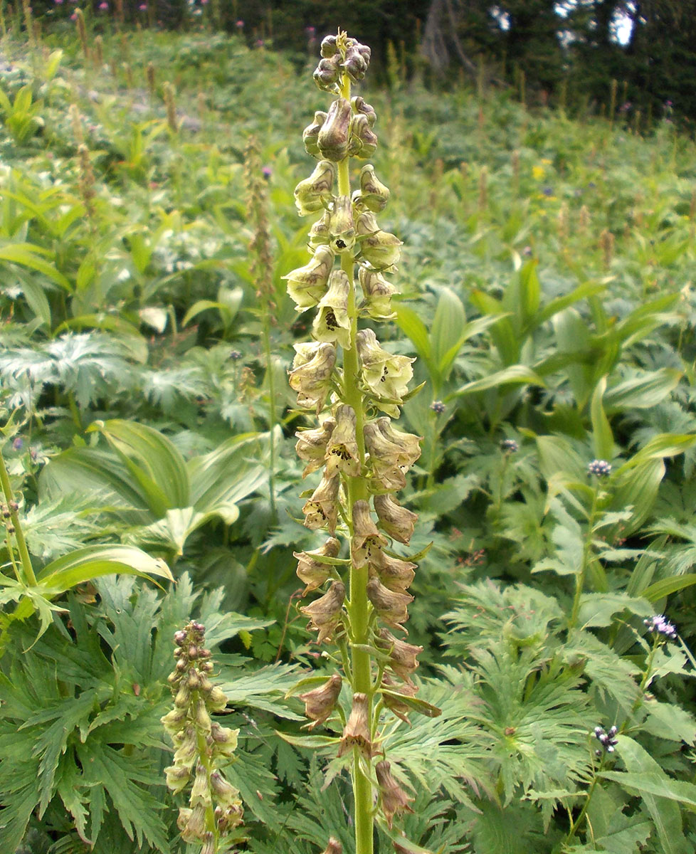 Изображение особи Aconitum sajanense.