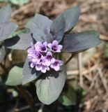 Physochlaina physaloides. Верхушка цветущего растения. Восточный Казахстан, Глубоковский р-н, окр. с. Тарханка, склон сопки. 15.04.2012.