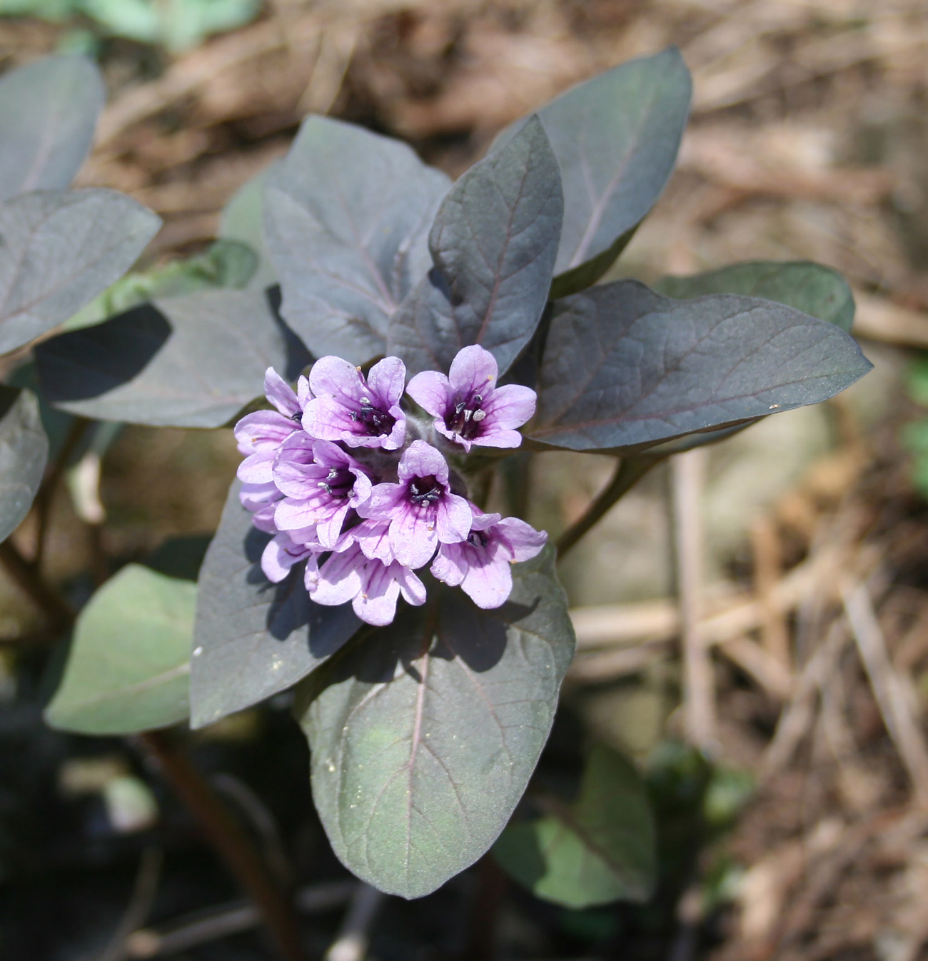 Изображение особи Physochlaina physaloides.