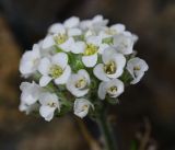 Smelowskia calycina ssp. pectinata