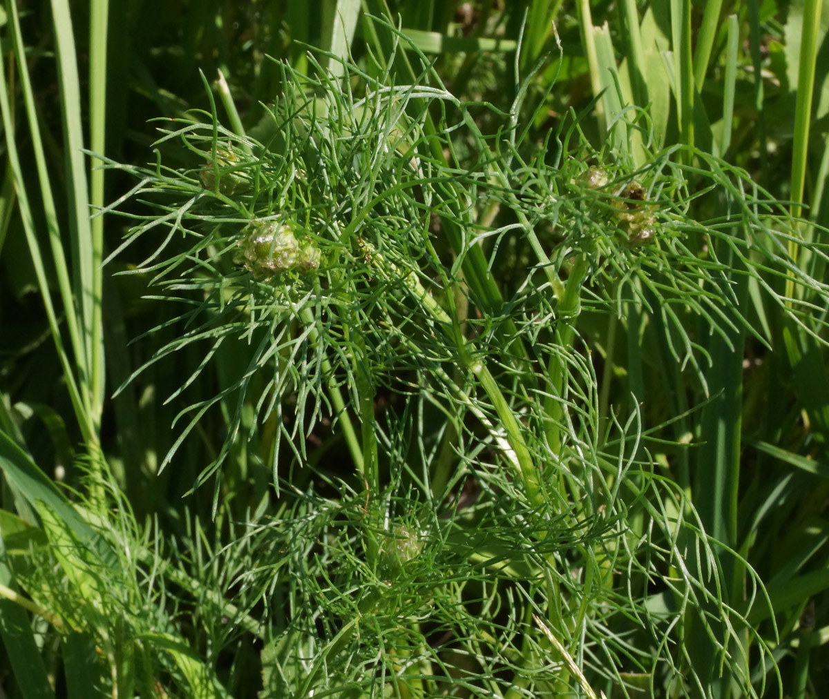 Image of Tripleurospermum inodorum specimen.