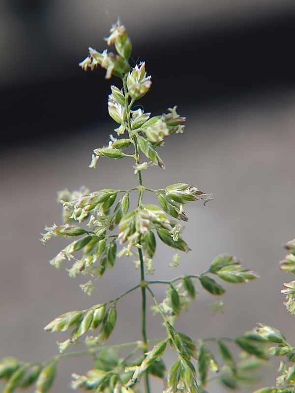 Image of Poa pratensis specimen.