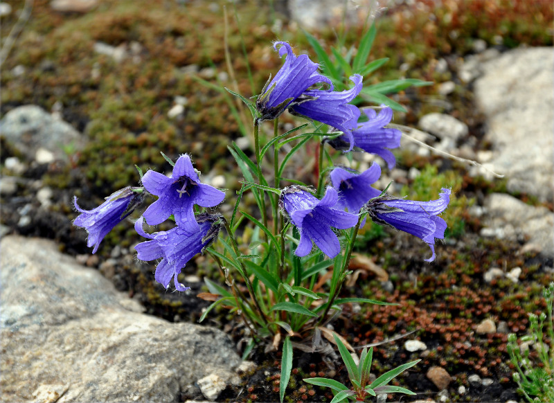 Изображение особи Campanula dasyantha.