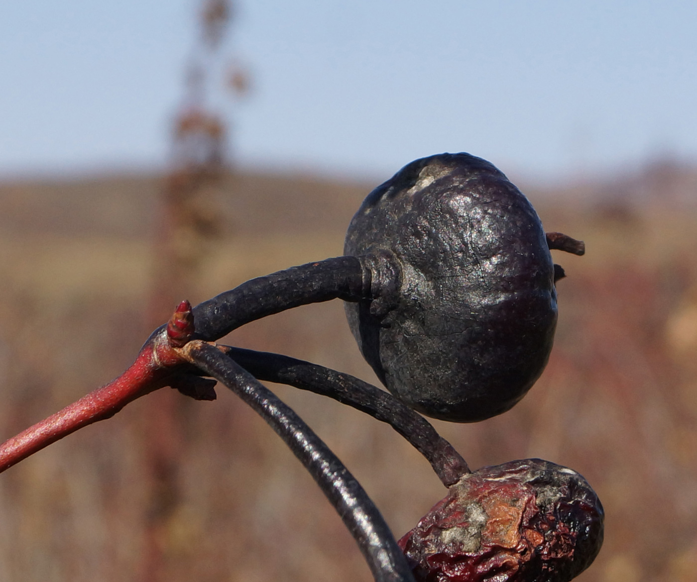 Изображение особи Rosa spinosissima.