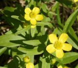 Ranunculus krylovii