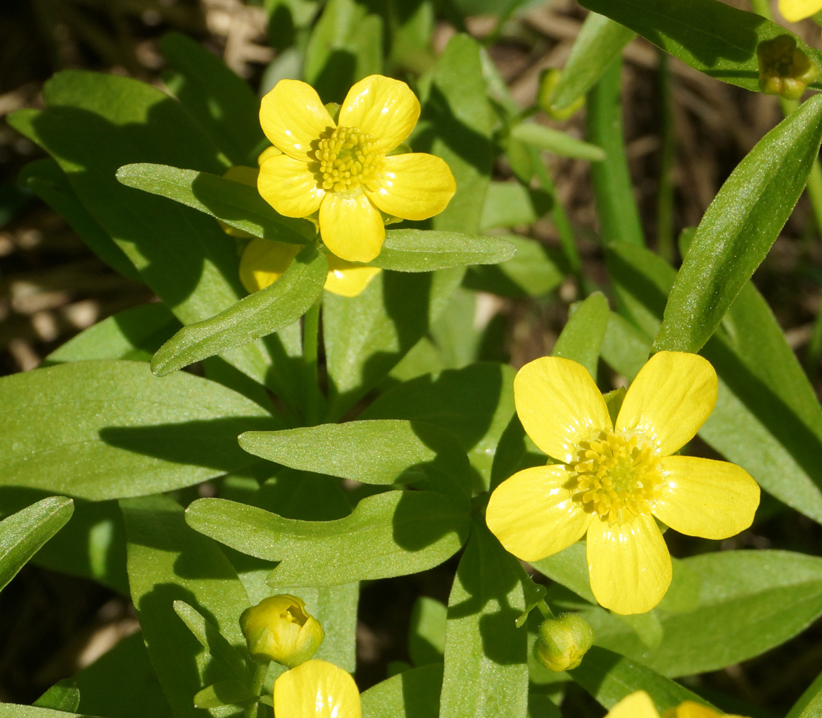 Изображение особи Ranunculus krylovii.