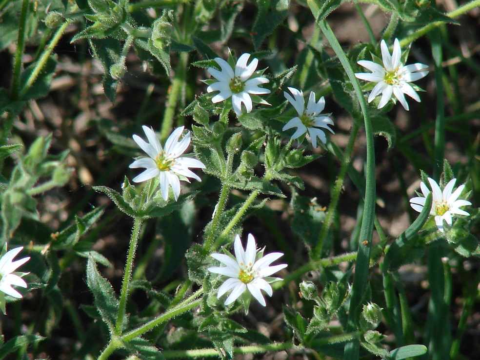 Image of Stellaria dichotoma specimen.