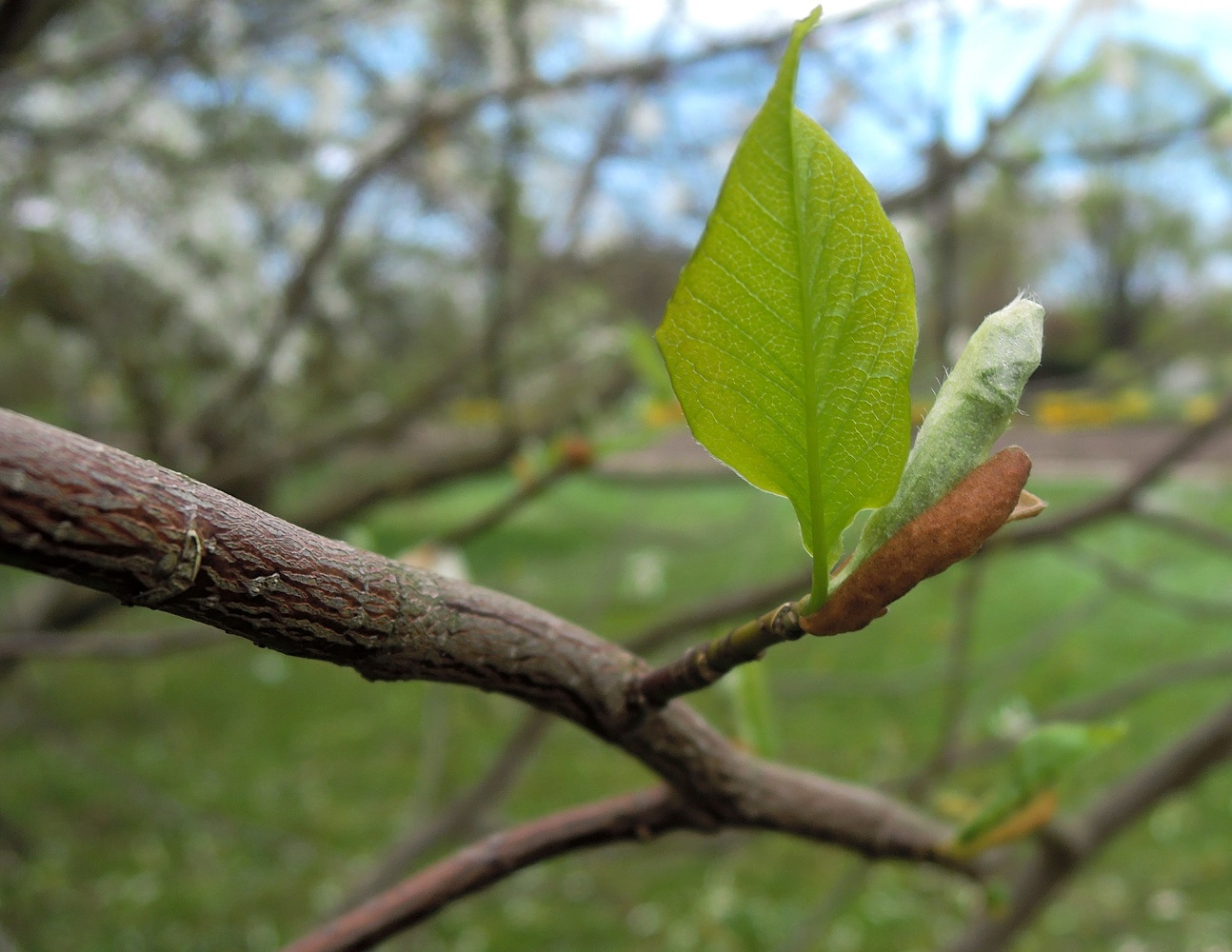 Image of Magnolia &times; kewensis specimen.