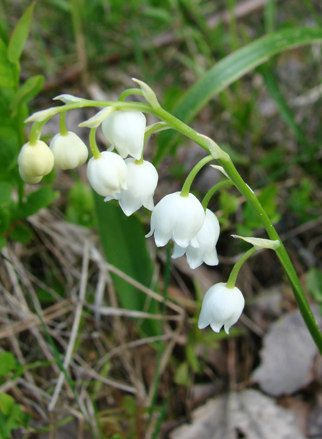 Изображение особи Convallaria majalis.