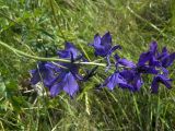 Delphinium flexuosum