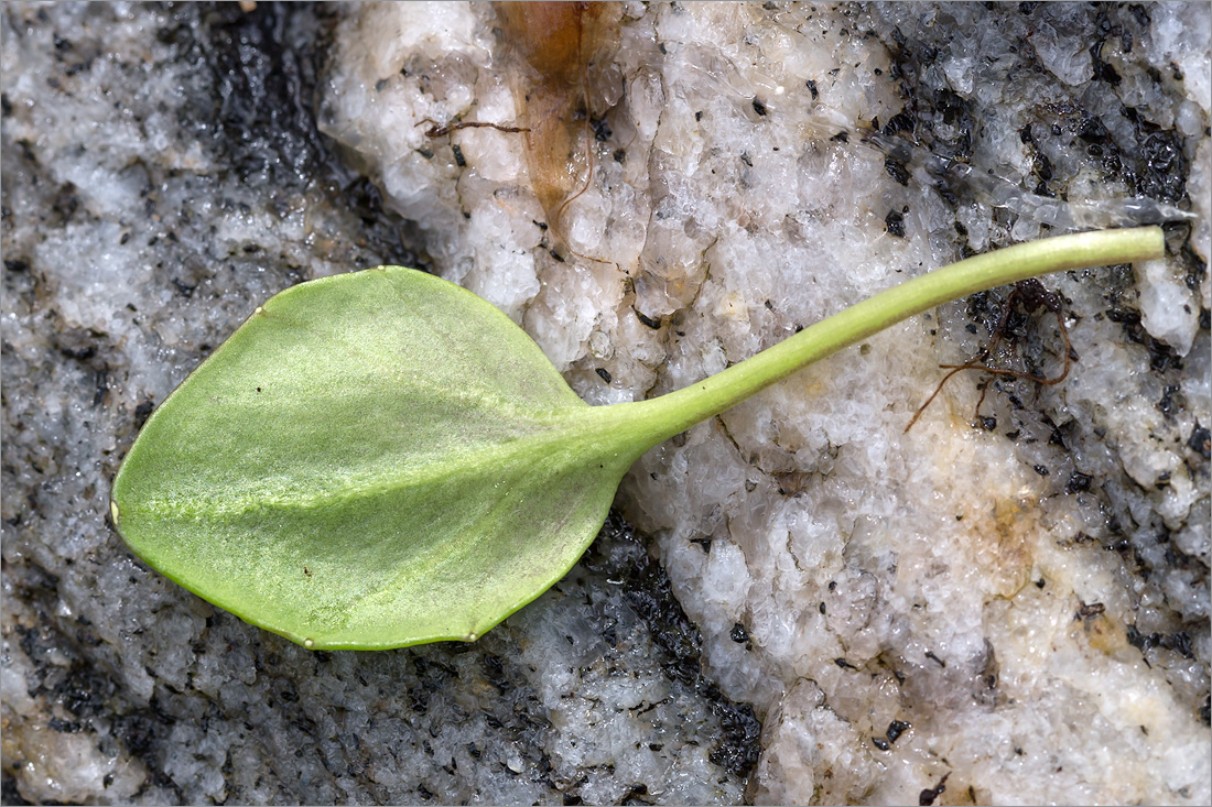 Image of Cochlearia arctica specimen.