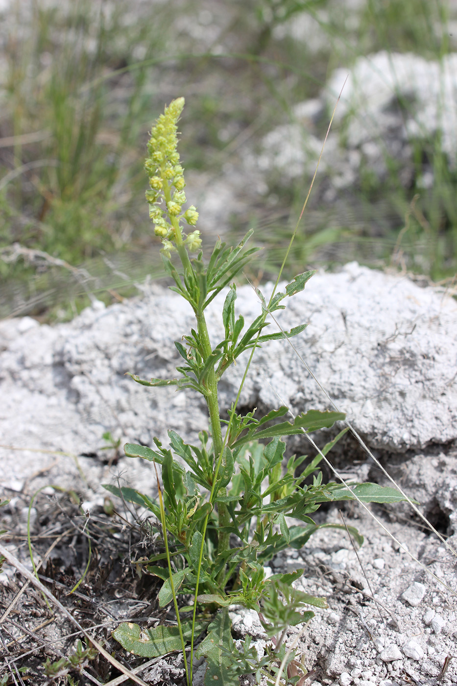 Изображение особи Reseda lutea.