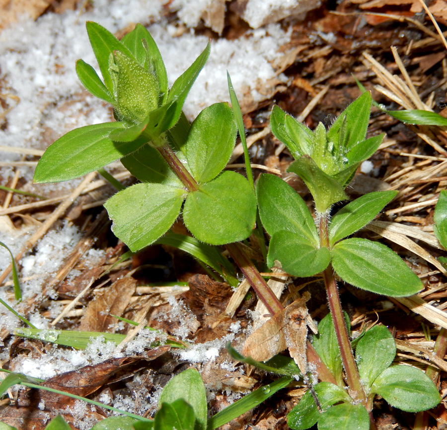 Изображение особи Asperula caucasica.