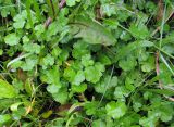 Hydrocotyle ramiflora