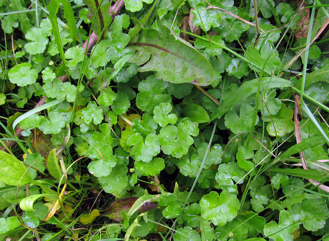 Image of Hydrocotyle ramiflora specimen.