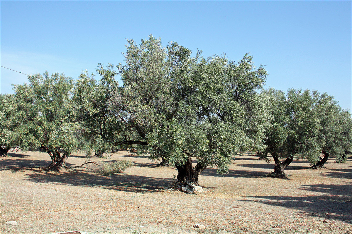 Image of Olea europaea specimen.