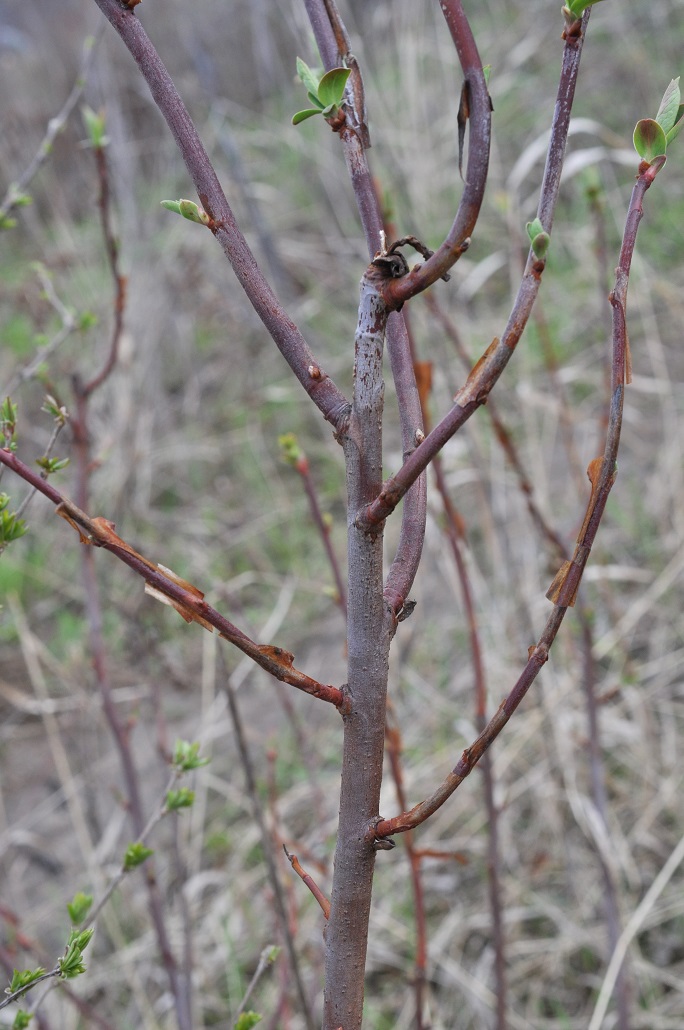 Изображение особи Sibiraea altaiensis.